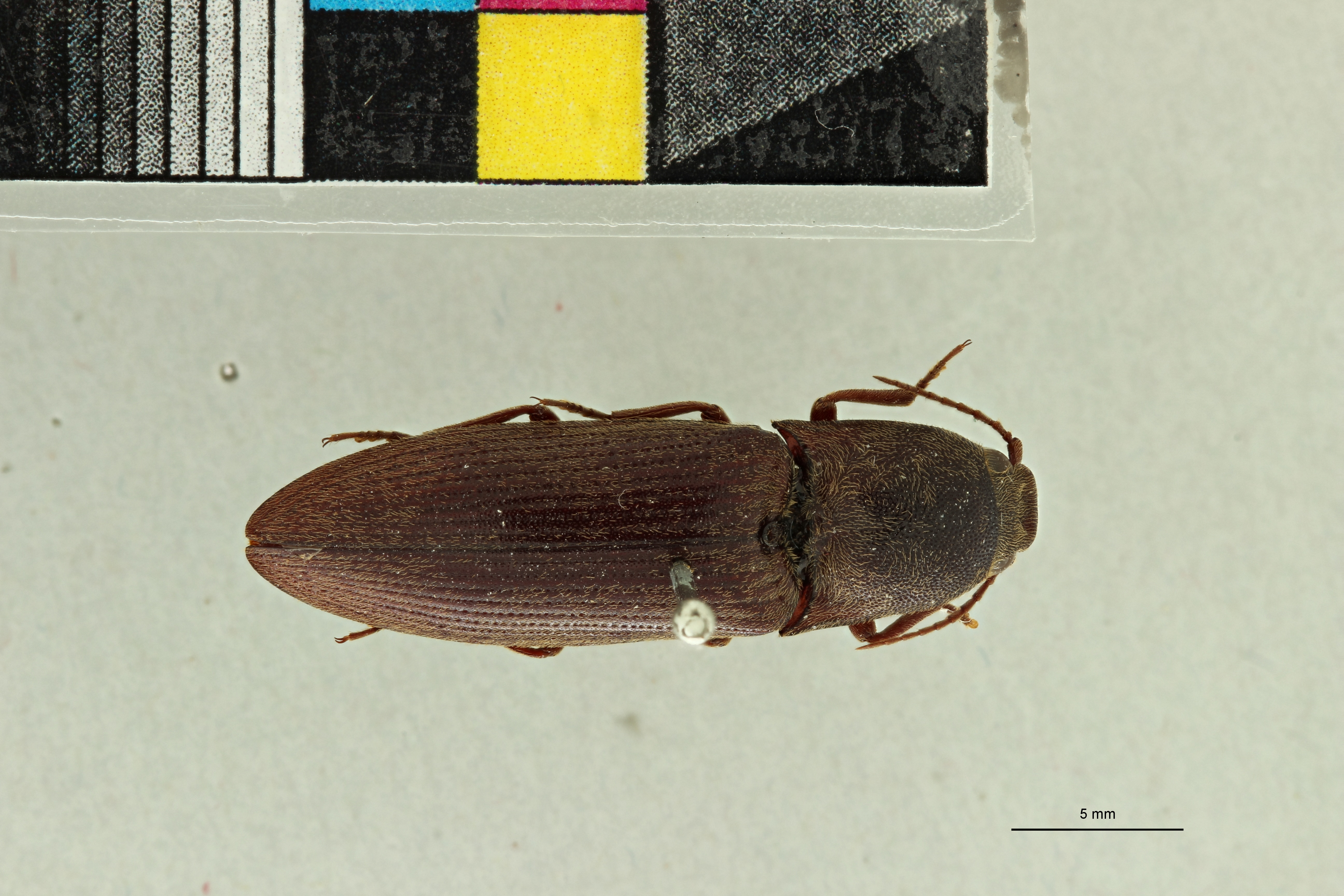 Propsephus bucculatus F Plt D.jpg