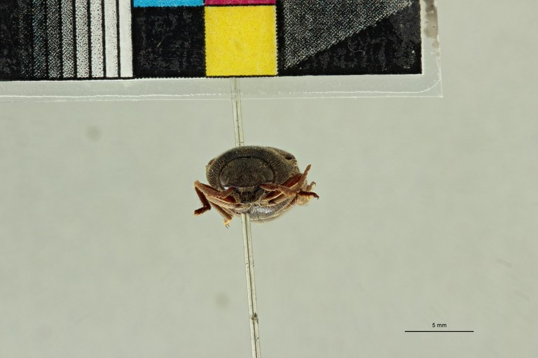 Propsephus bucculatus F Plt F.jpg