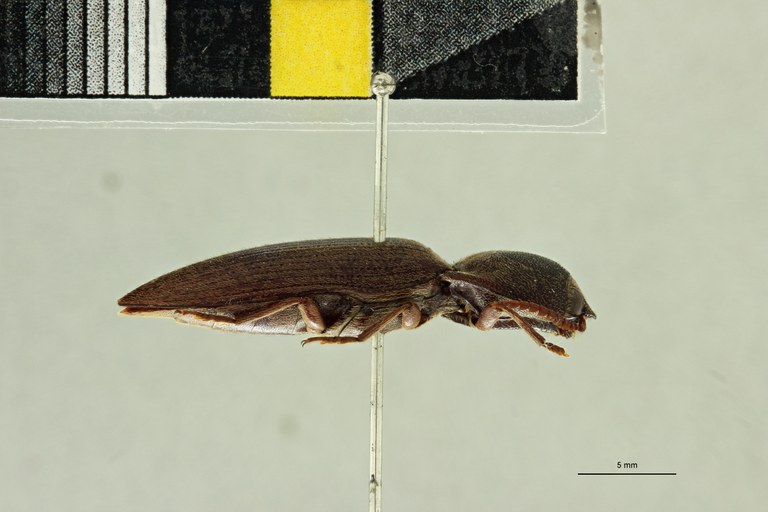 Propsephus bucculatus F Plt L.jpg