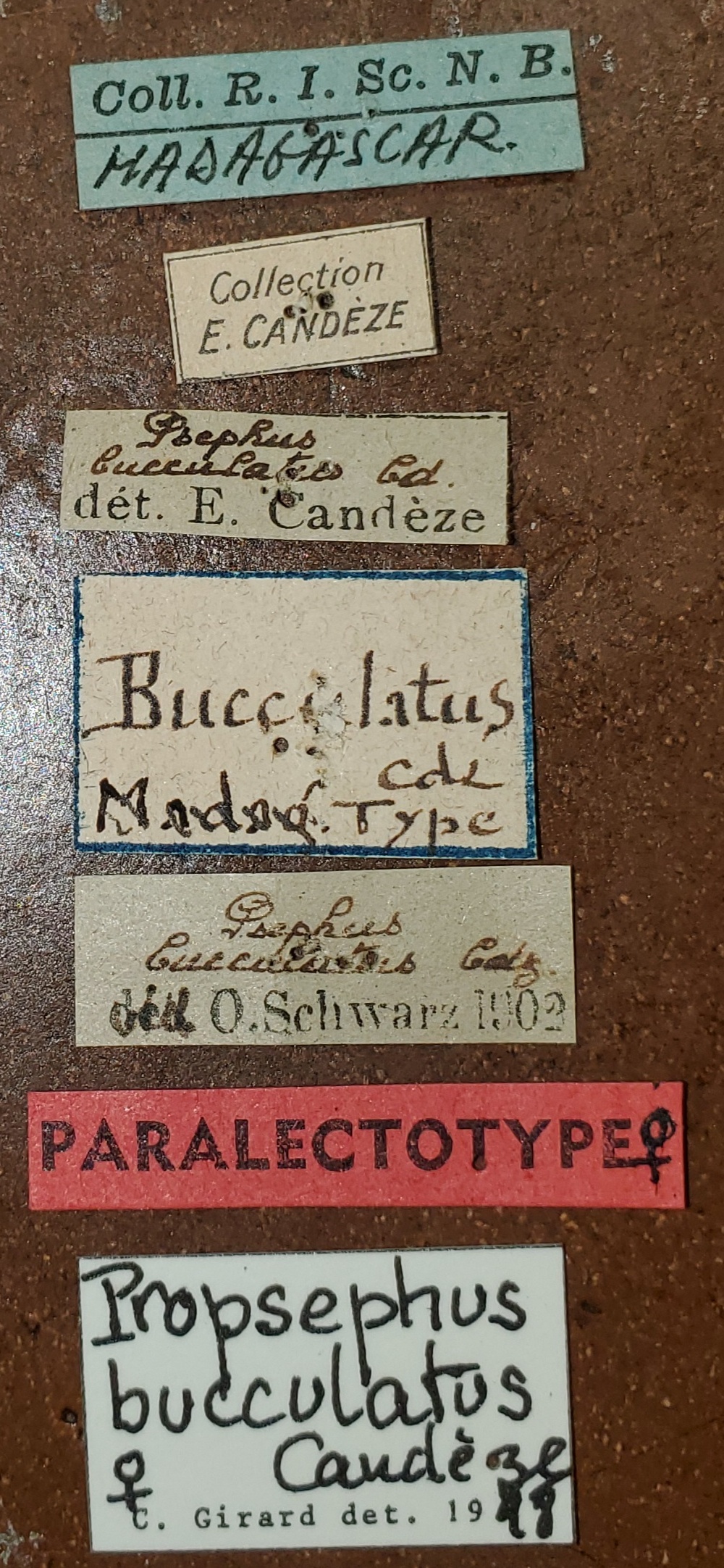 Propsephus bucculatus F Plt Labels.jpg