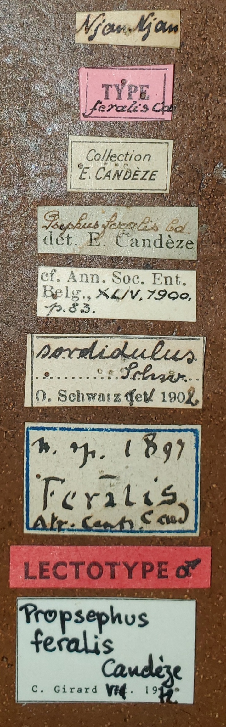 Propsephus feralis M Lt Labels.jpg