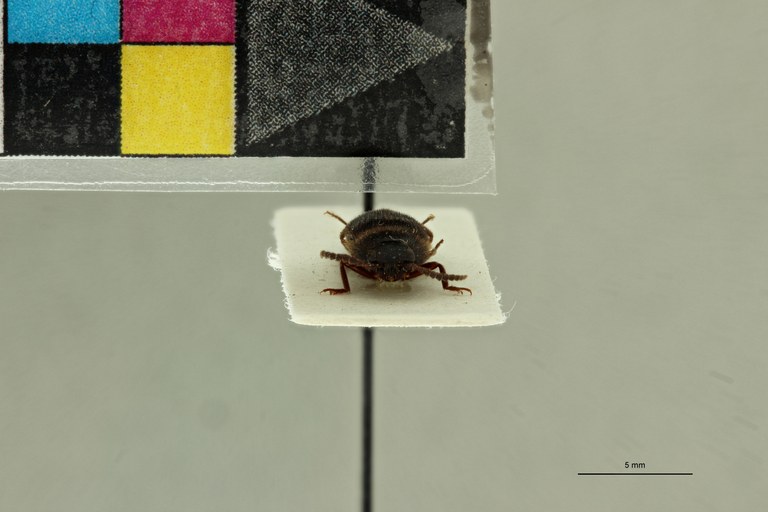 Propsephus girardi Pt F.jpg Propsephus girardi Pt F.jpg