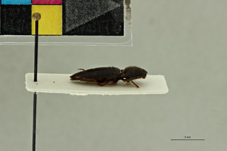Propsephus girardi Pt L.jpg Propsephus girardi Pt L.jpg