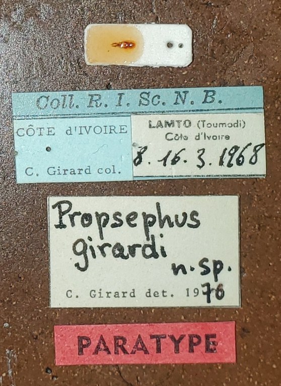 Propsephus girardi Pt Labels.jpg Propsephus girardi Pt Labels.jpg