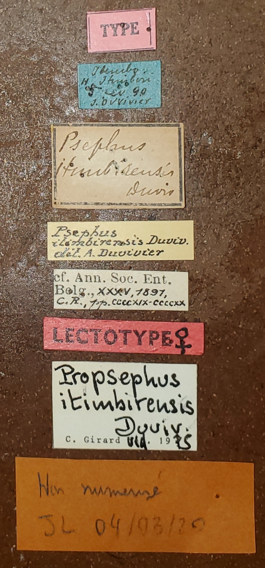Propsephus itimbirensis F Lt Labels.jpg