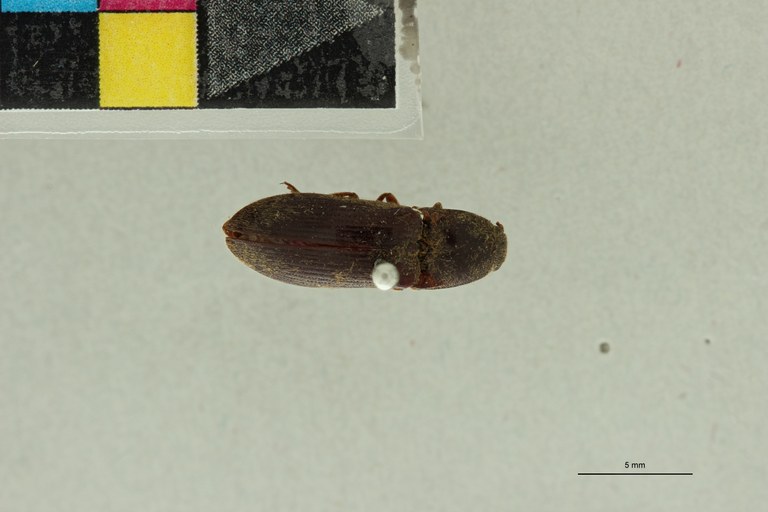 Propsephus orientalis T D.jpg Propsephus orientalis T D.jpg