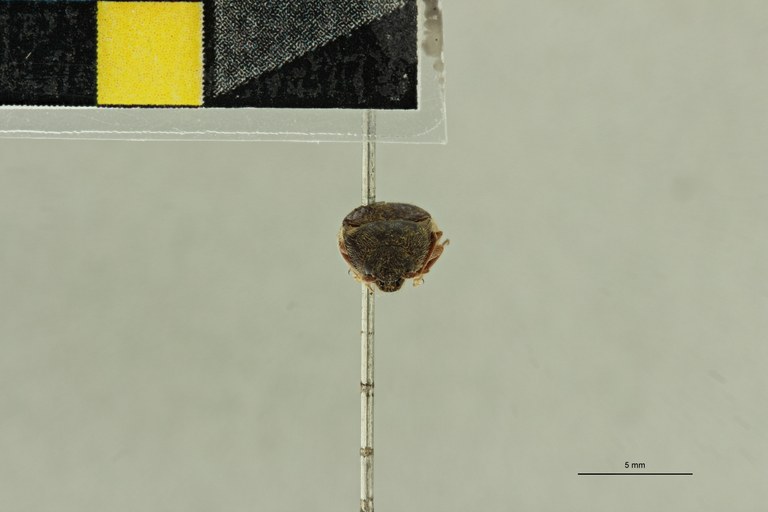 Propsephus orientalis T F.jpg Propsephus orientalis T F.jpg
