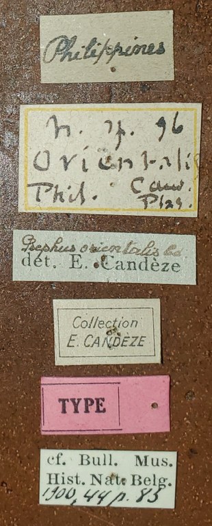Propsephus orientalis T Labels.jpg Propsephus orientalis T Labels.jpg