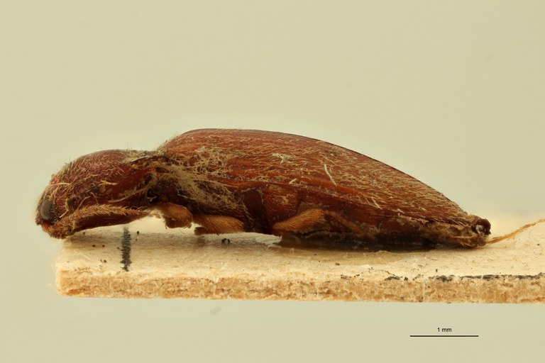 Propsephus rufinus L.jpg