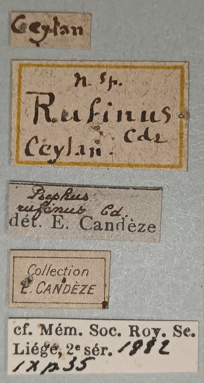 Propsephus rufinus Labels.jpg