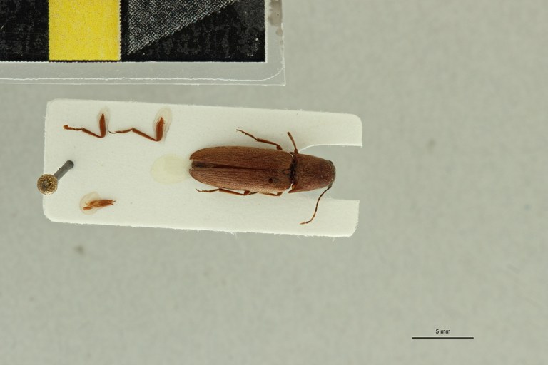 Propsephus russatus M Lt D.jpg Propsephus russatus M Lt D.jpg