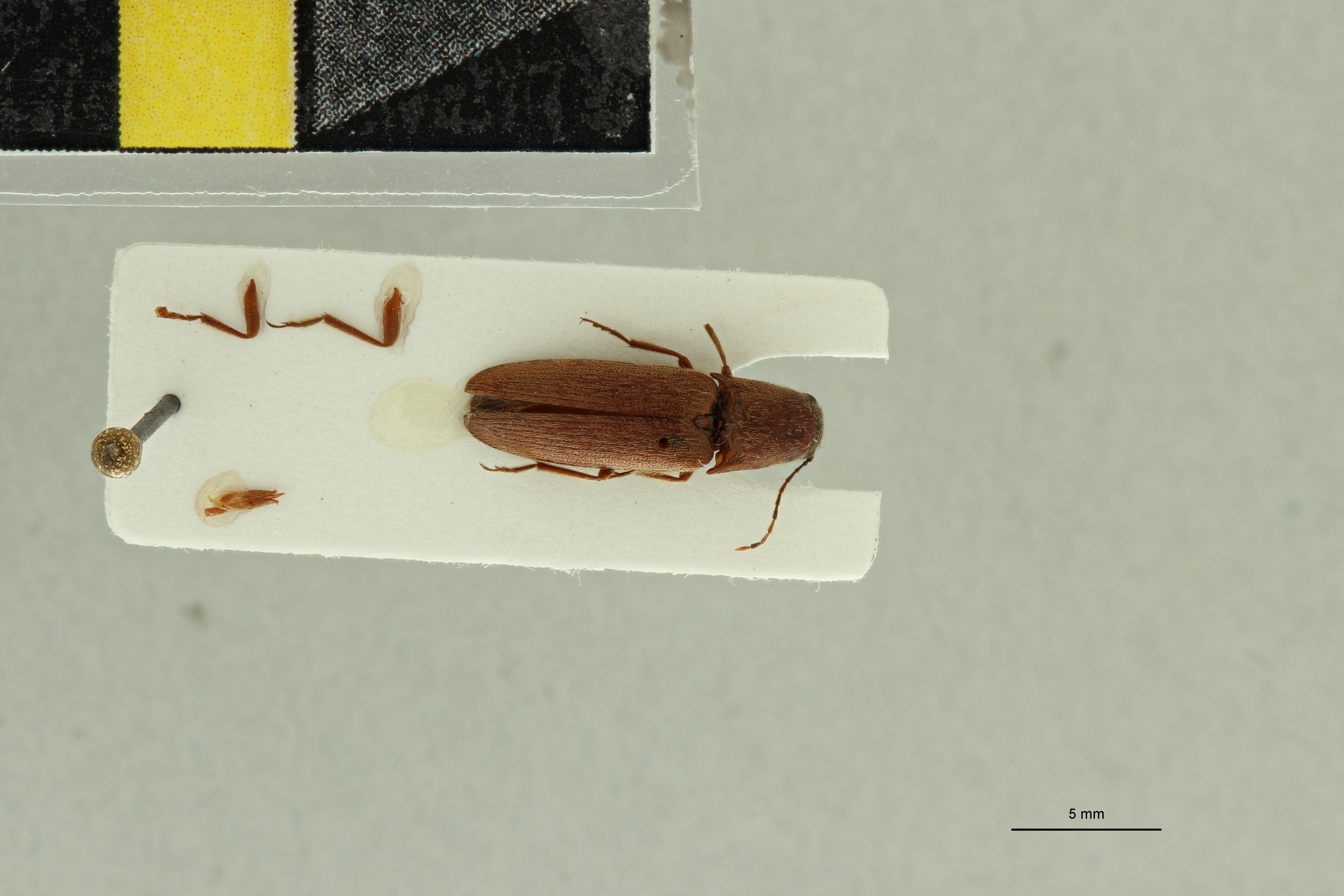 Propsephus russatus M Lt D.jpg