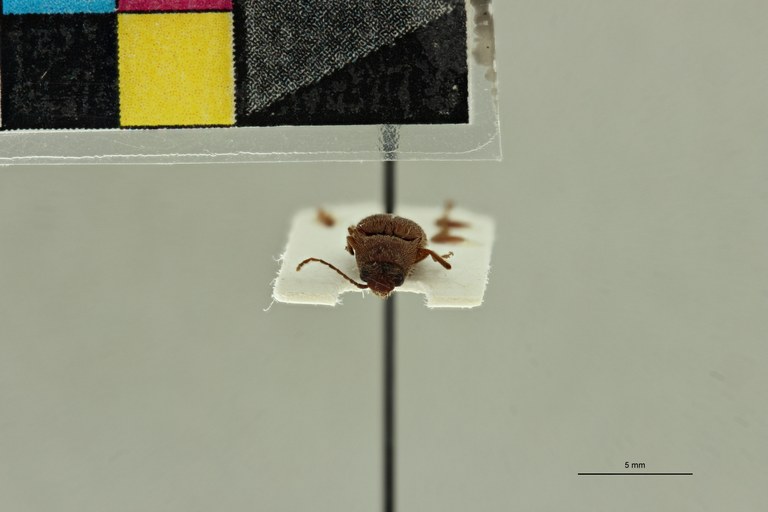 Propsephus russatus M Lt F.jpg Propsephus russatus M Lt F.jpg