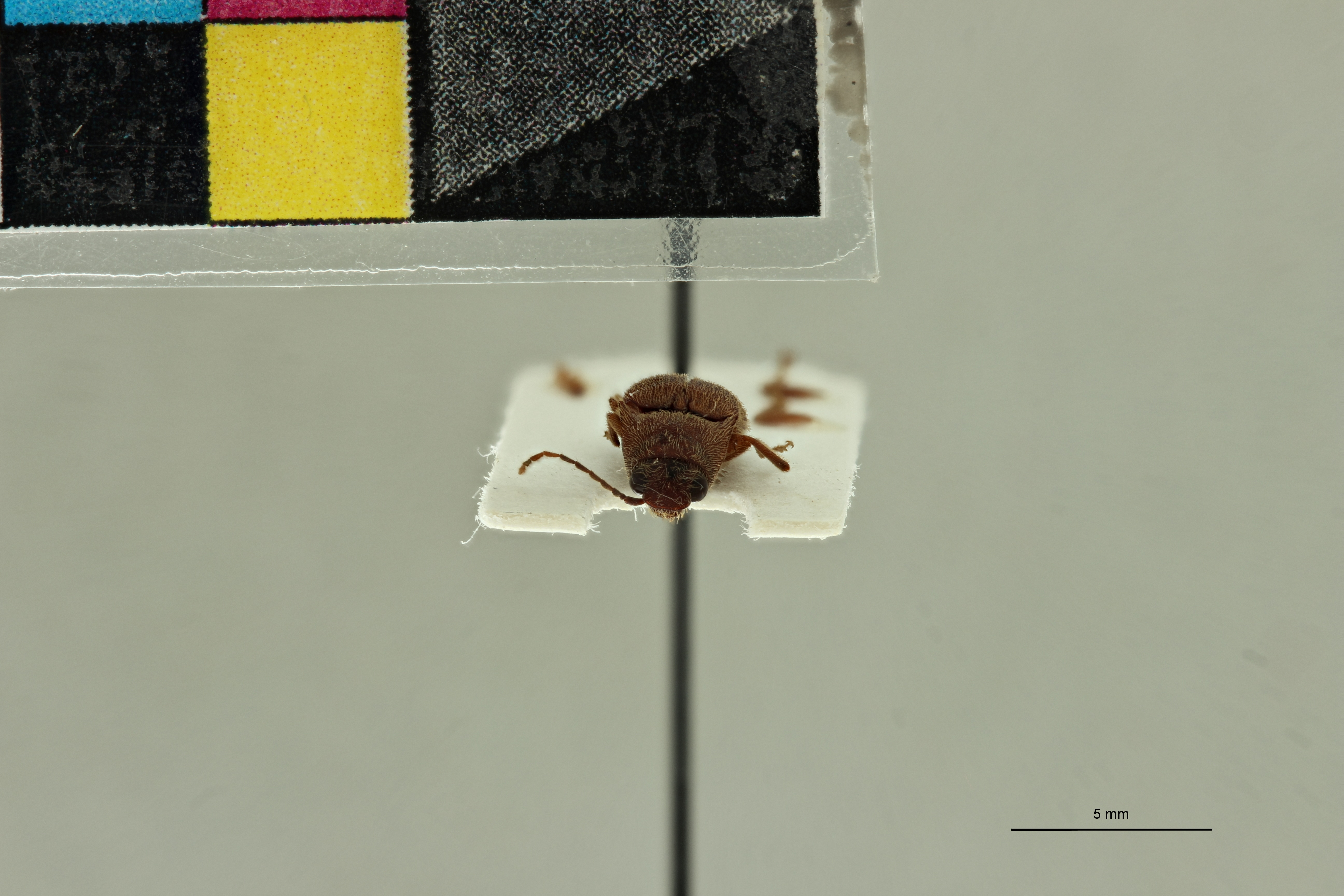 Propsephus russatus M Lt F.jpg