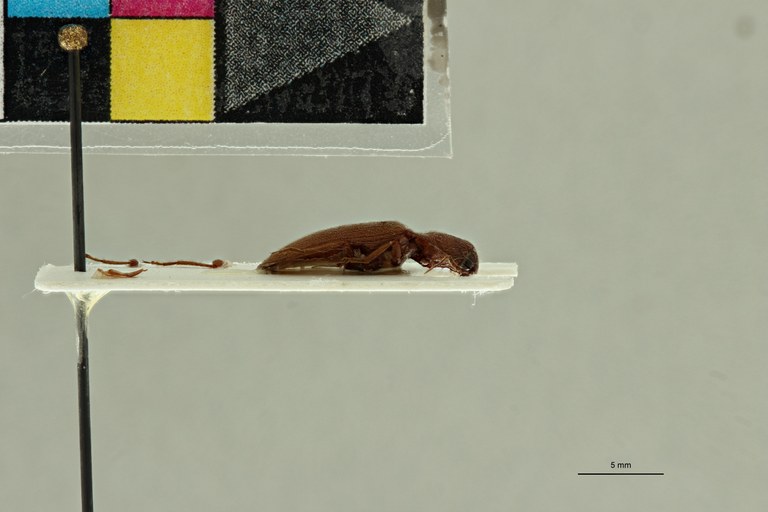 Propsephus russatus M Lt L.jpg Propsephus russatus M Lt L.jpg