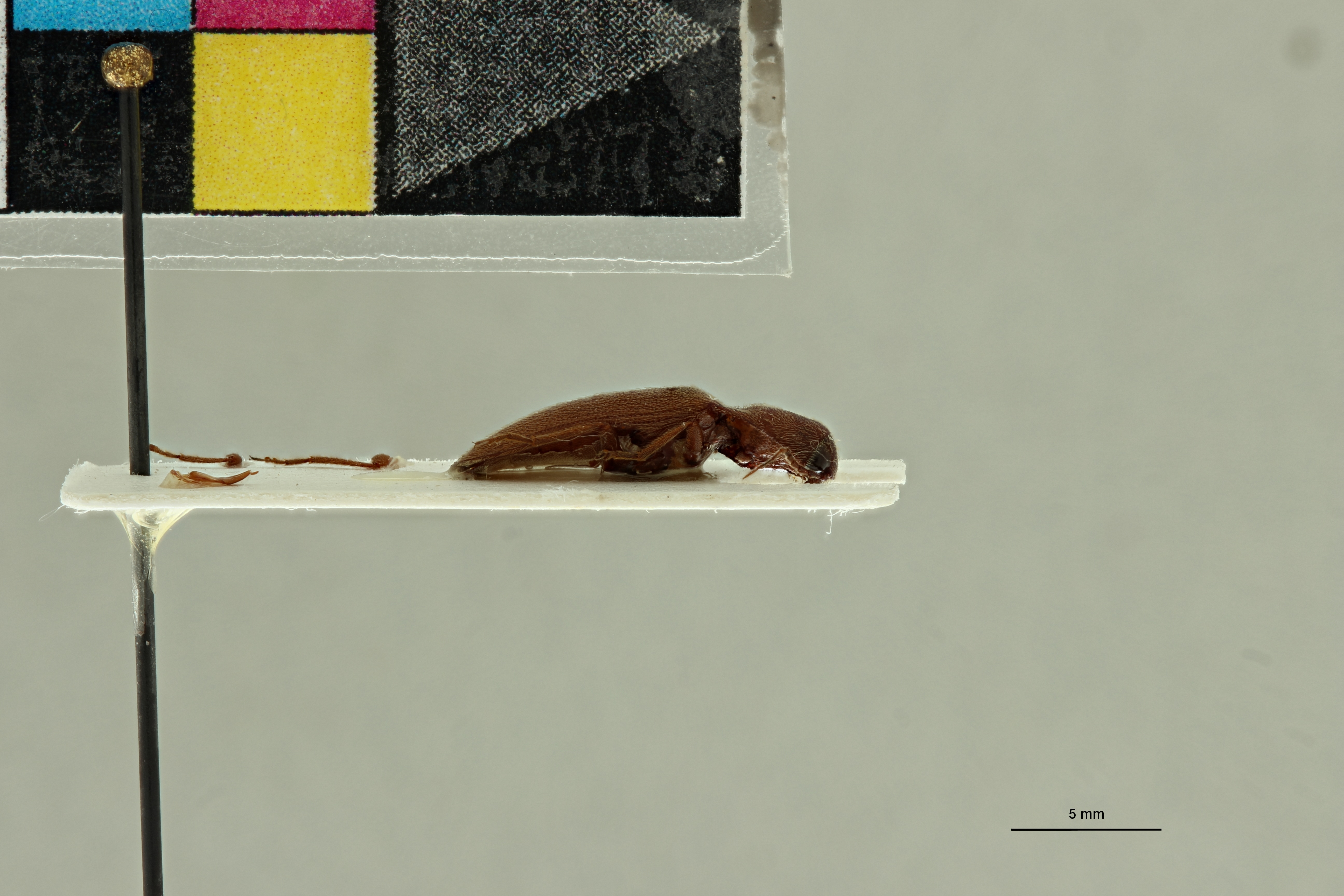Propsephus russatus M Lt L.jpg