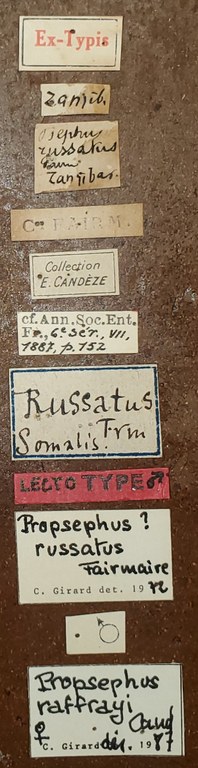 Propsephus russatus M Lt Labels.jpg Propsephus russatus M Lt Labels.jpg