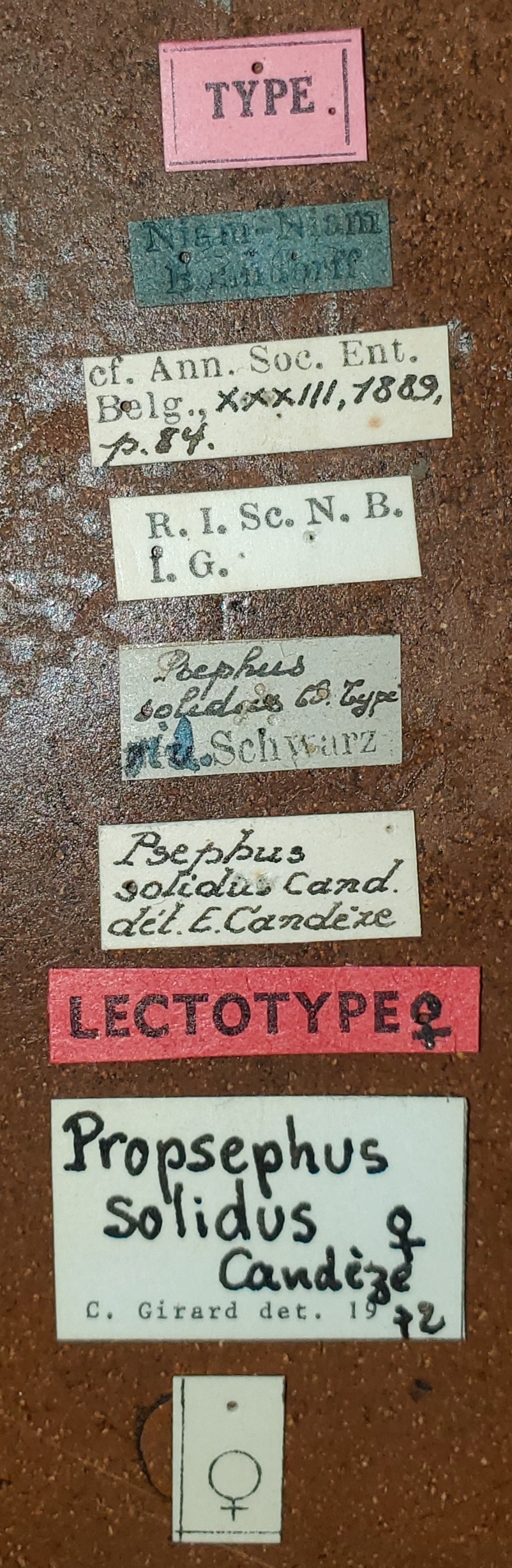 Propsephus solidus F Lt Labels.jpg