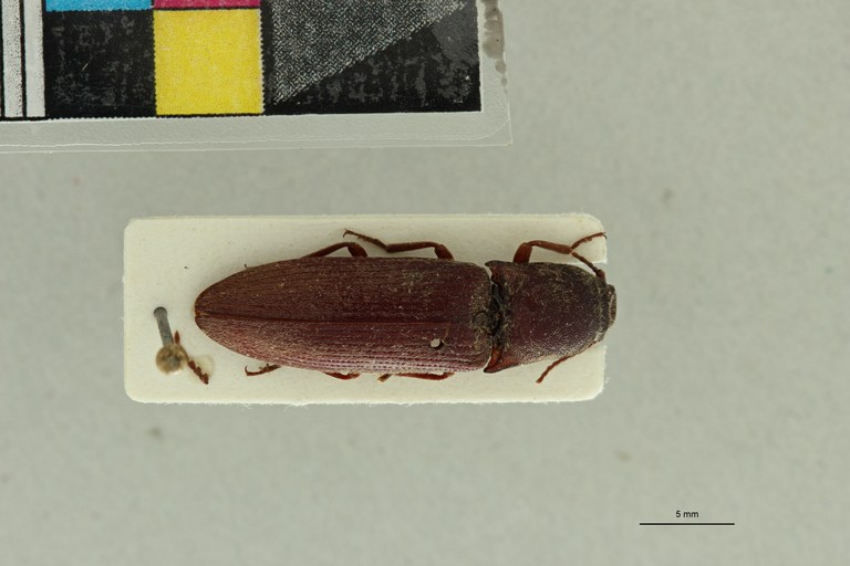 Propsephus stanleyi F Lt D.jpg