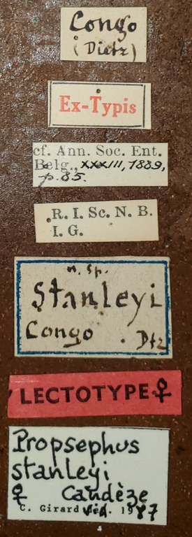 Propsephus stanleyi F Lt Labels.jpg