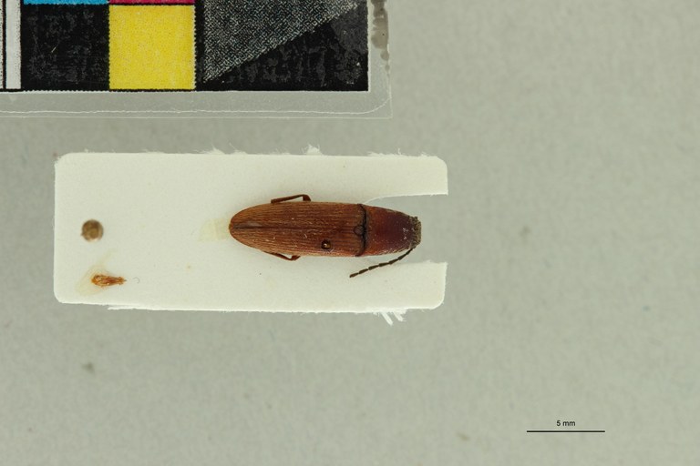 Propsephus tabidus M Lt D.jpg Propsephus tabidus M Lt D.jpg