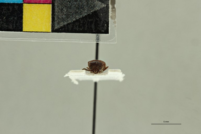 Propsephus tabidus M Lt F.jpg Propsephus tabidus M Lt F.jpg