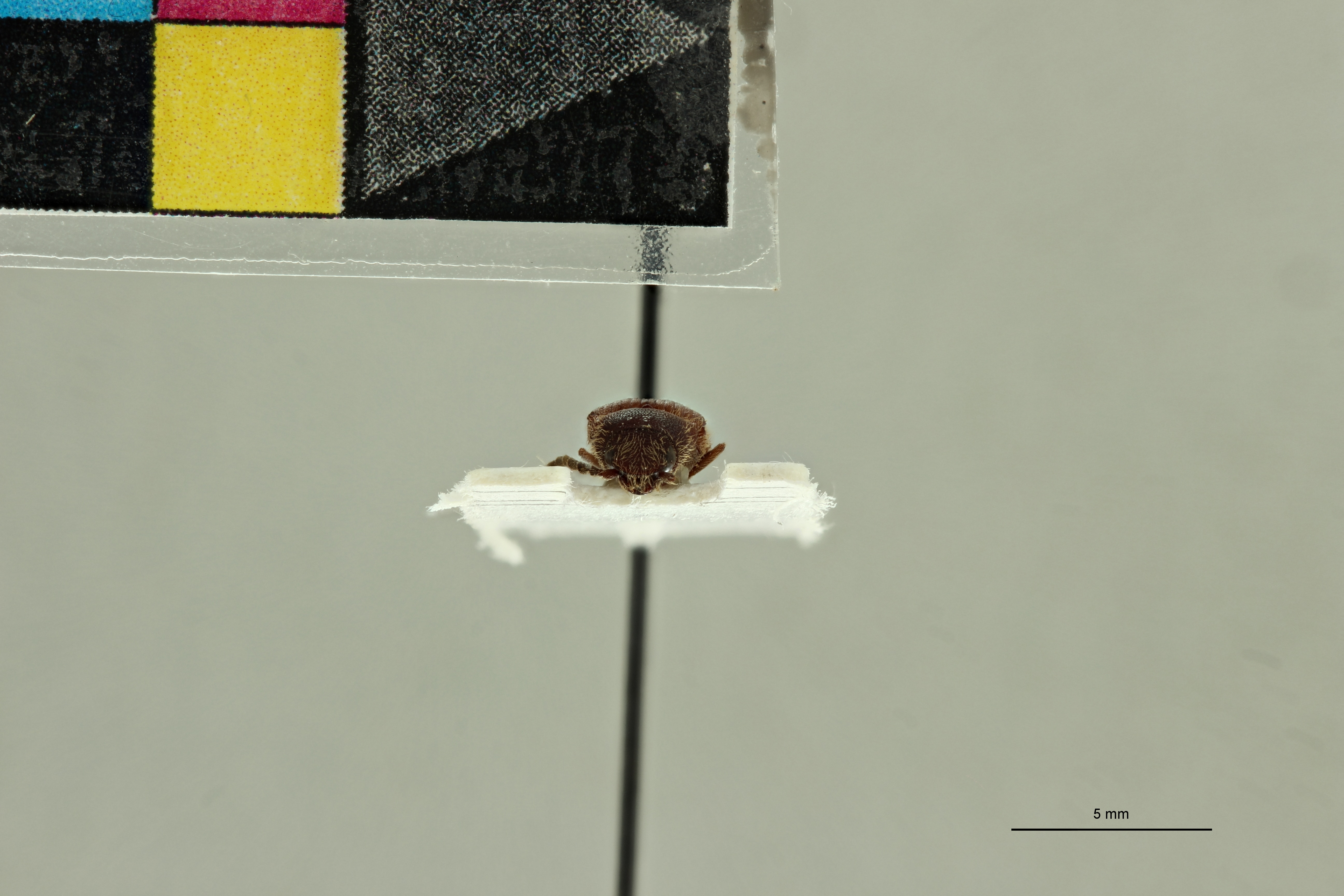 Propsephus tabidus M Lt F.jpg