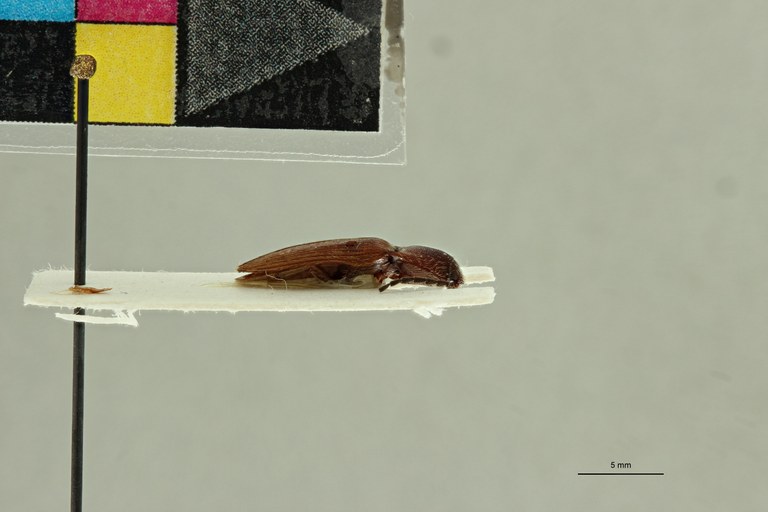 Propsephus tabidus M Lt L.jpg