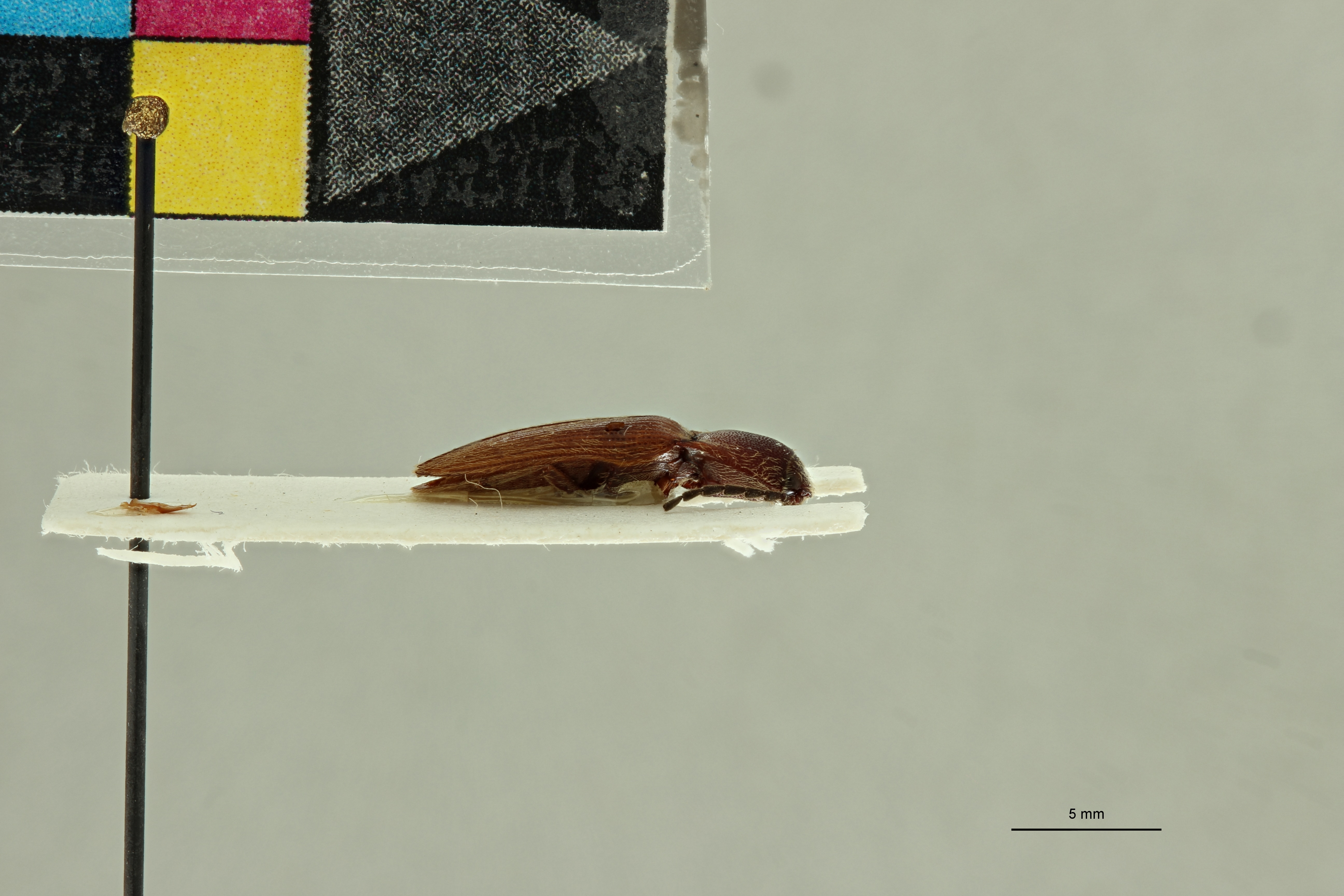 Propsephus tabidus M Lt L.jpg