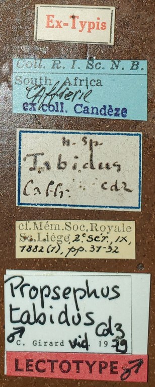 Propsephus tabidus M Lt Labels.jpg Propsephus tabidus M Lt Labels.jpg