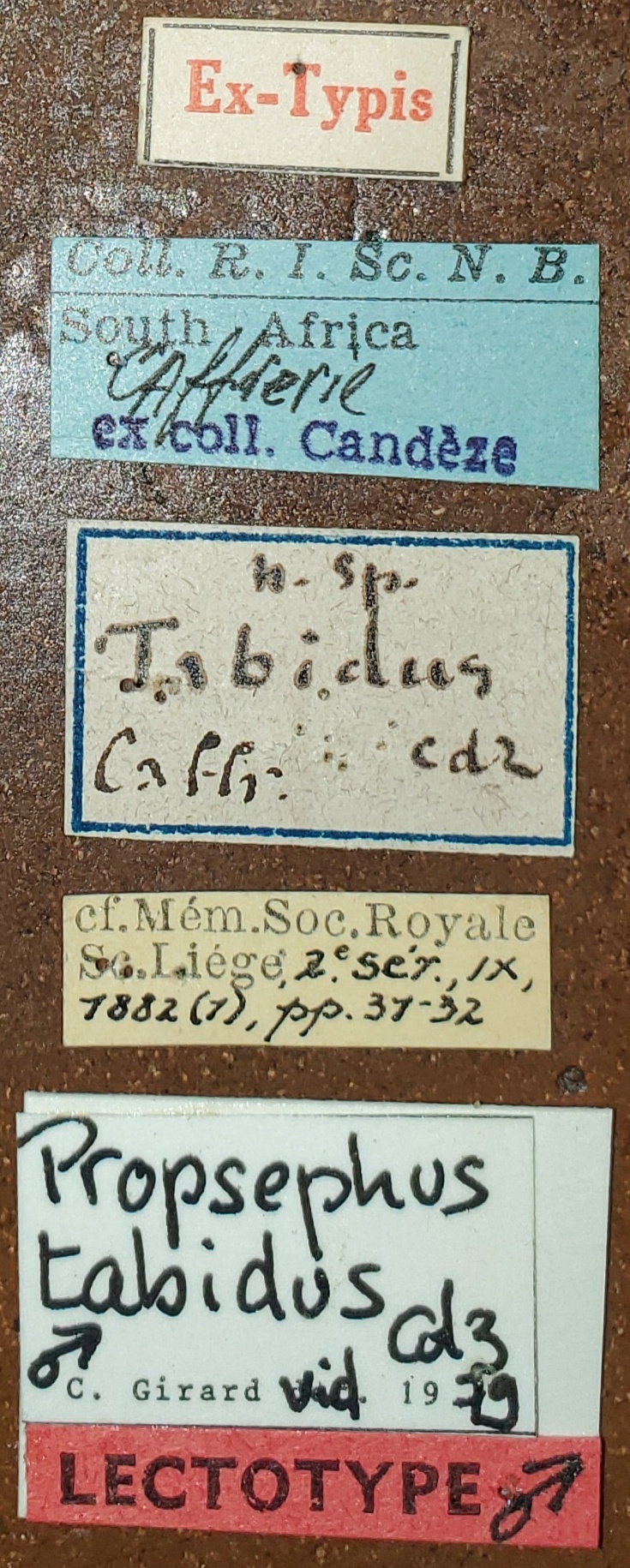 Propsephus tabidus M Lt Labels.jpg