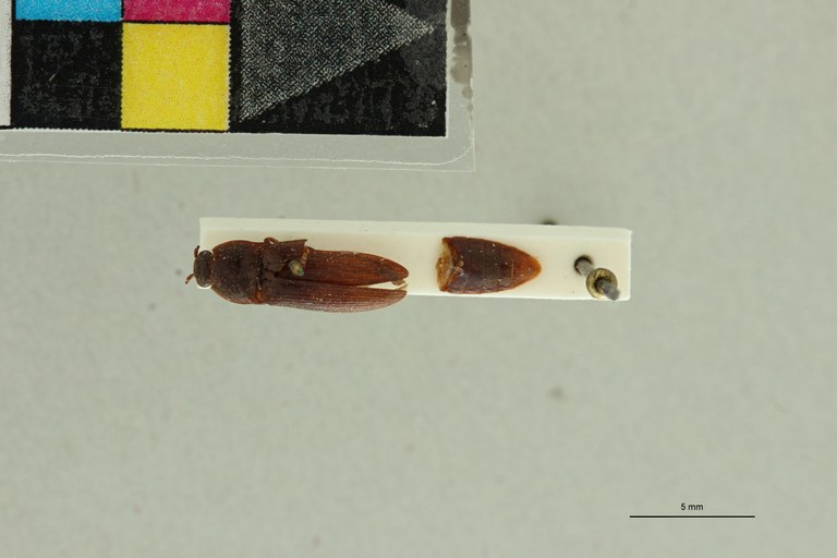 Propsephus tongaensis Lt D.jpg Propsephus tongaensis Lt D.jpg