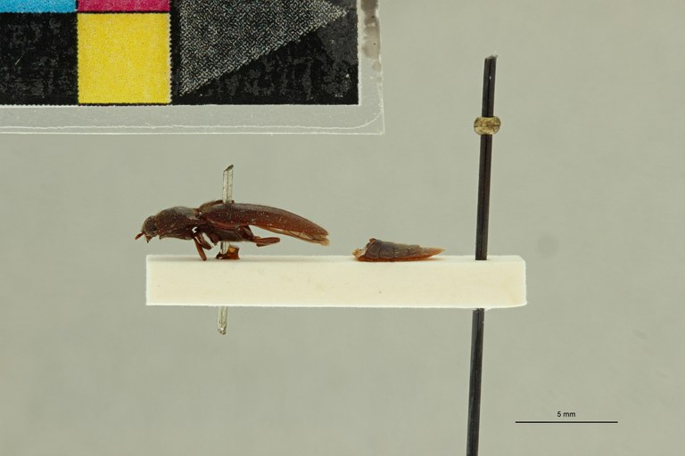 Propsephus tongaensis Lt L.jpg Propsephus tongaensis Lt L.jpg