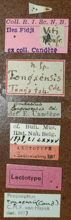Propsephus tongaensis Lt Labels.jpg Propsephus tongaensis Lt Labels.jpg