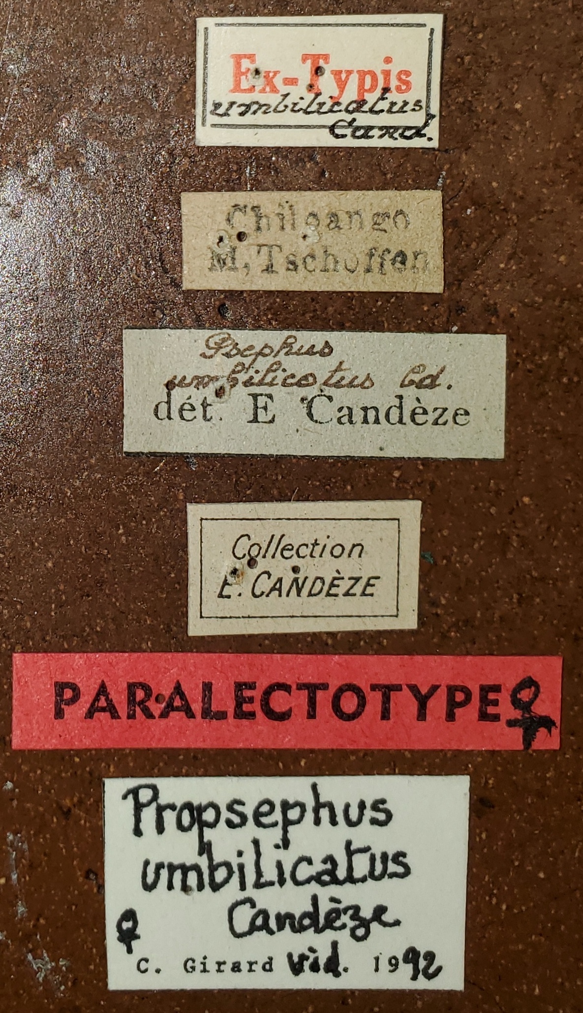 Propsephus umbilicatus F Plt Labels.jpg