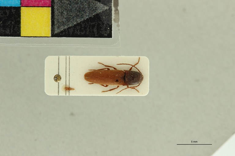 Propsephus umbilicatus M Lt D.jpg