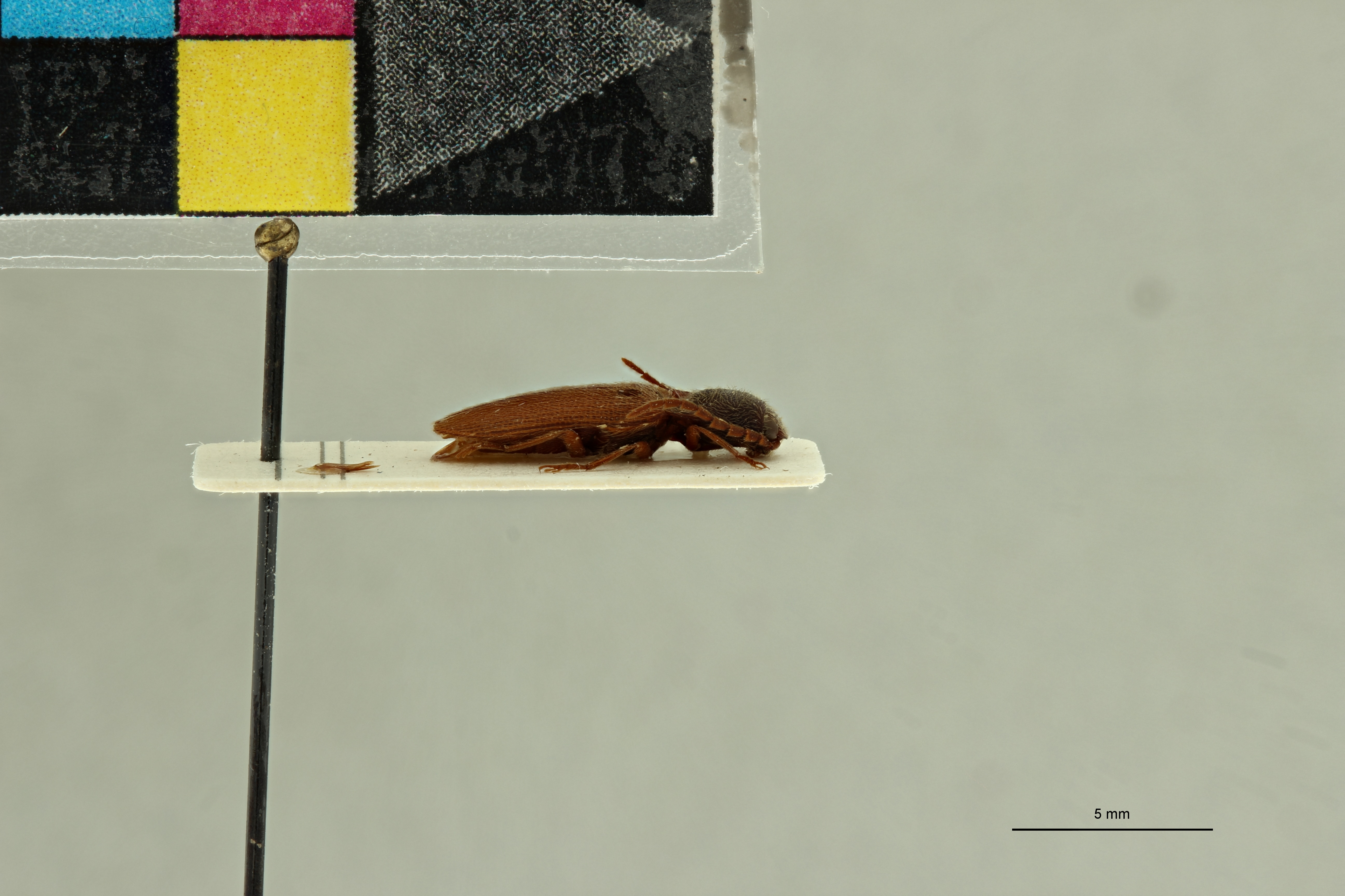 Propsephus umbilicatus M Lt L.jpg