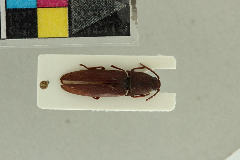 Propsephus unicolor M Lt D.jpg Propsephus unicolor M Lt D.jpg