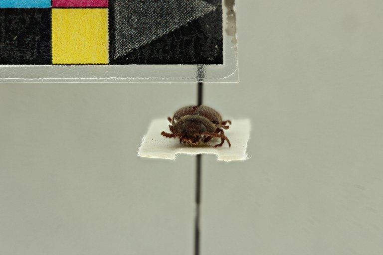 Propsephus unicolor M Lt F.jpg Propsephus unicolor M Lt F.jpg
