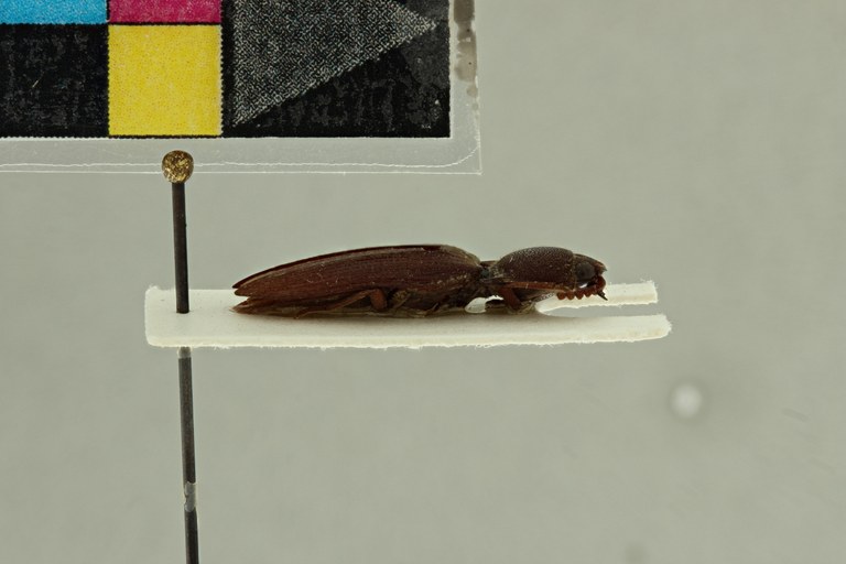 Propsephus unicolor M Lt L.jpg Propsephus unicolor M Lt L.jpg