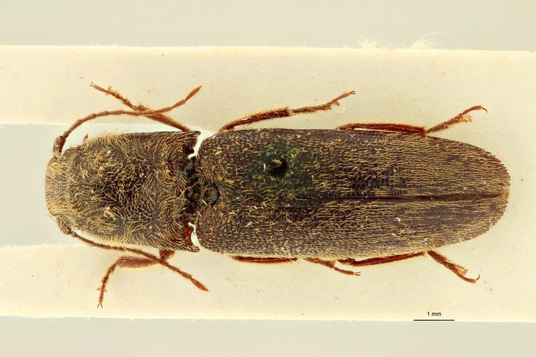 Psephus incultus F Lt D ZS PMax.jpg