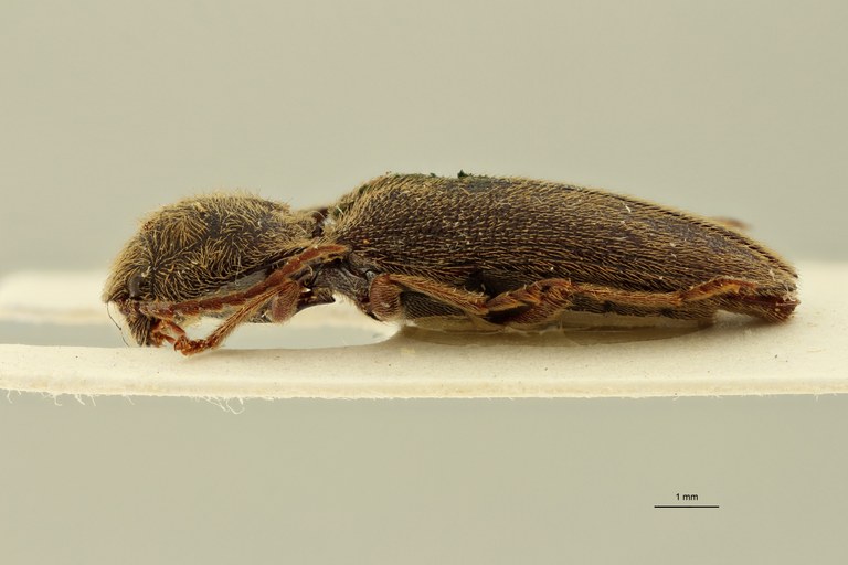 Psephus incultus F Lt L ZS PMax.jpg