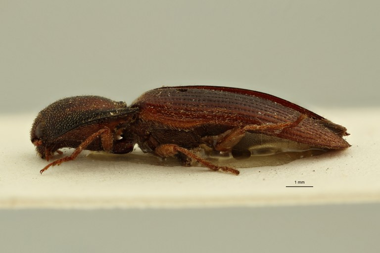 Psephus marginatus F Lt L ZS PMax.jpg