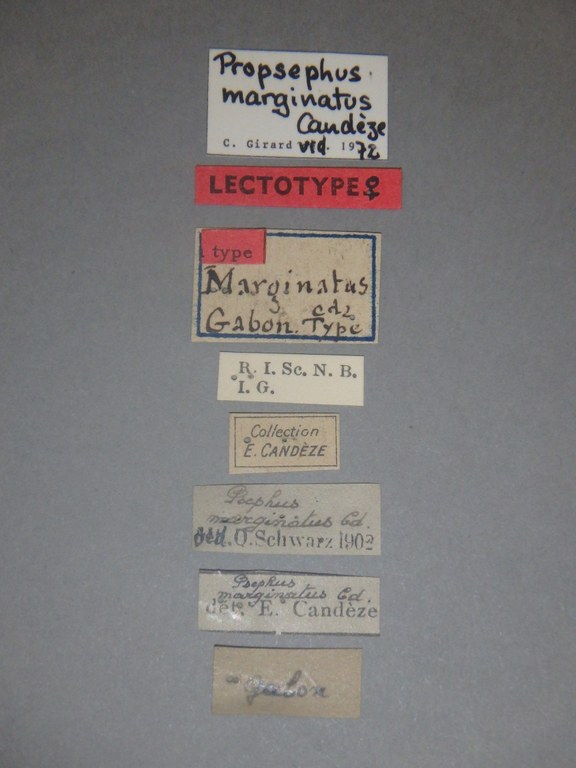 Psephus marginatus F Lt Labels.jpg