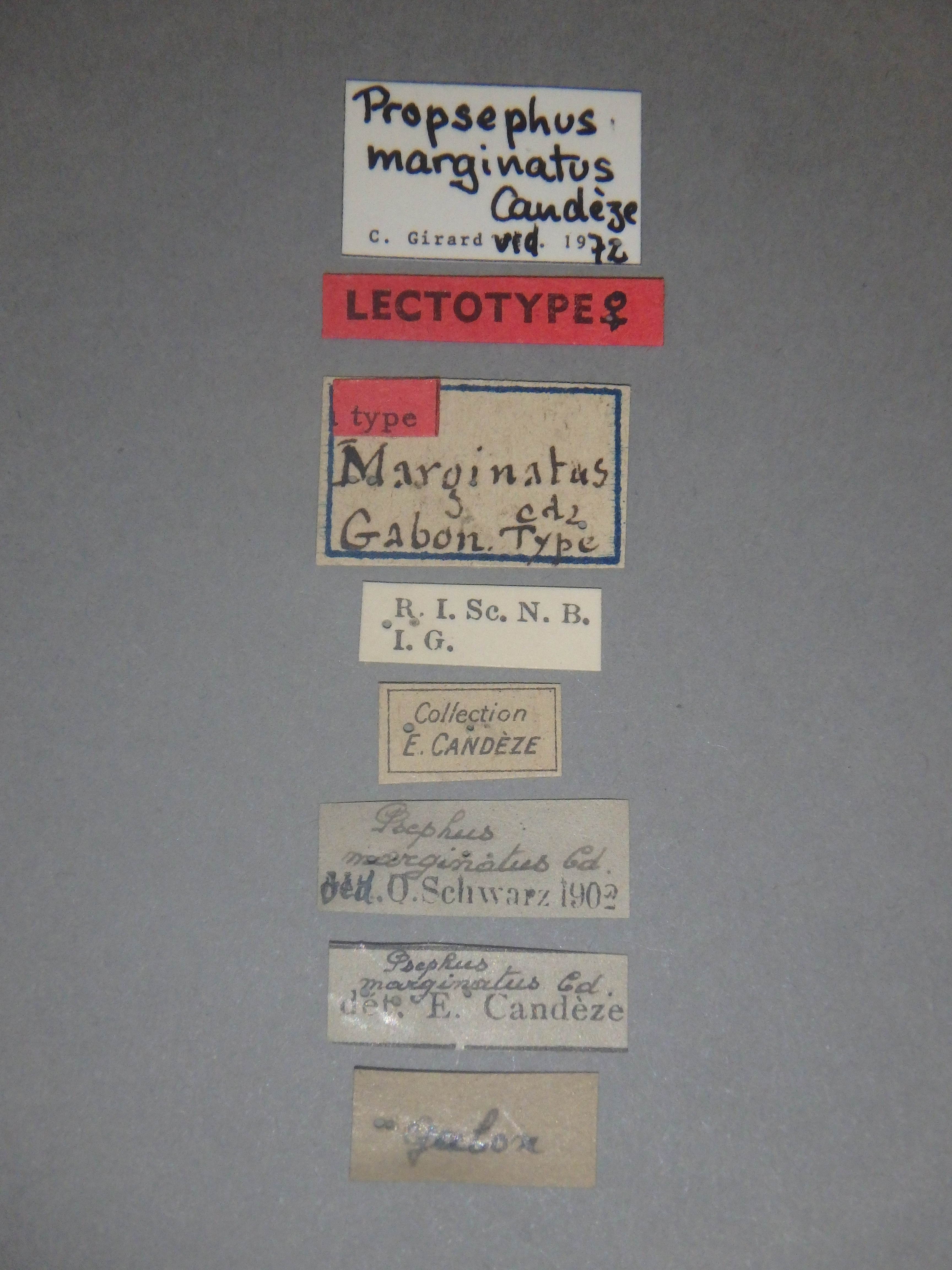 Psephus marginatus lt Labels.jpg