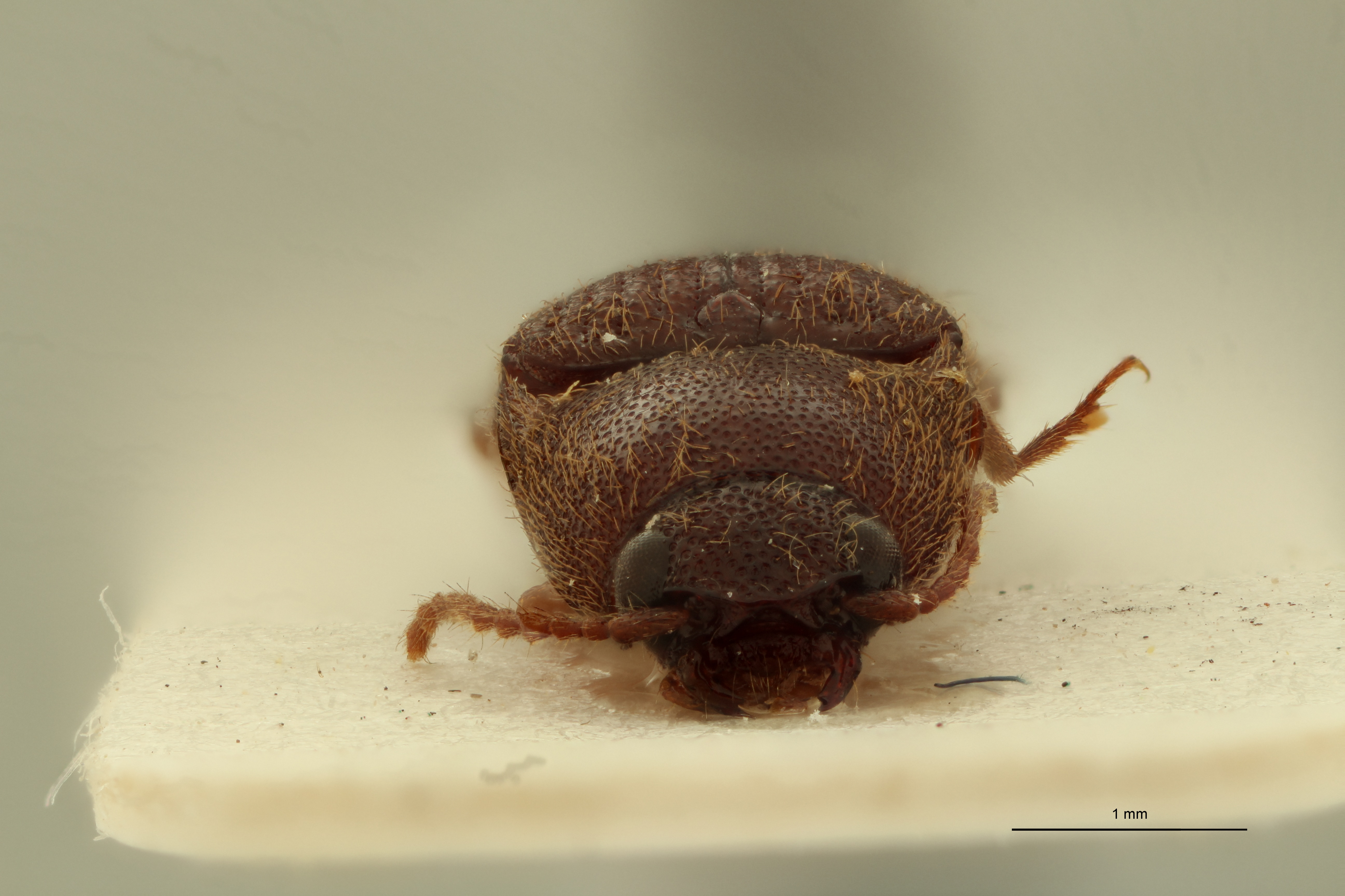 Psephus minor lt f ZS PMax.jpg