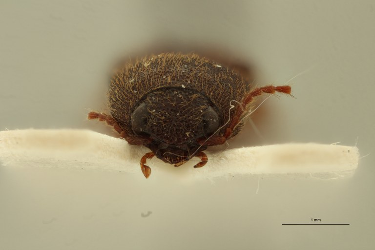 Psephus minor plt F ZS PMax.jpg Psephus minor plt F ZS PMax.jpg