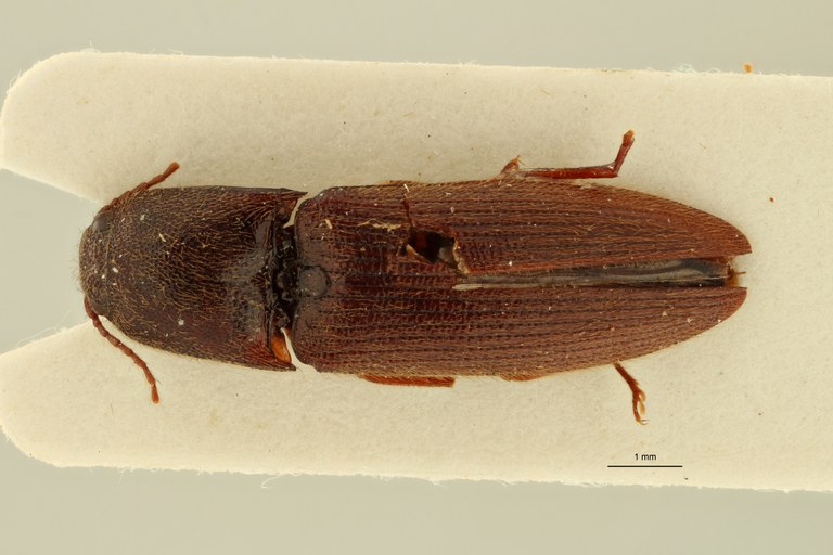 Psephus minor plt D ZS PMax.jpg Psephus minor plt D ZS PMax.jpg