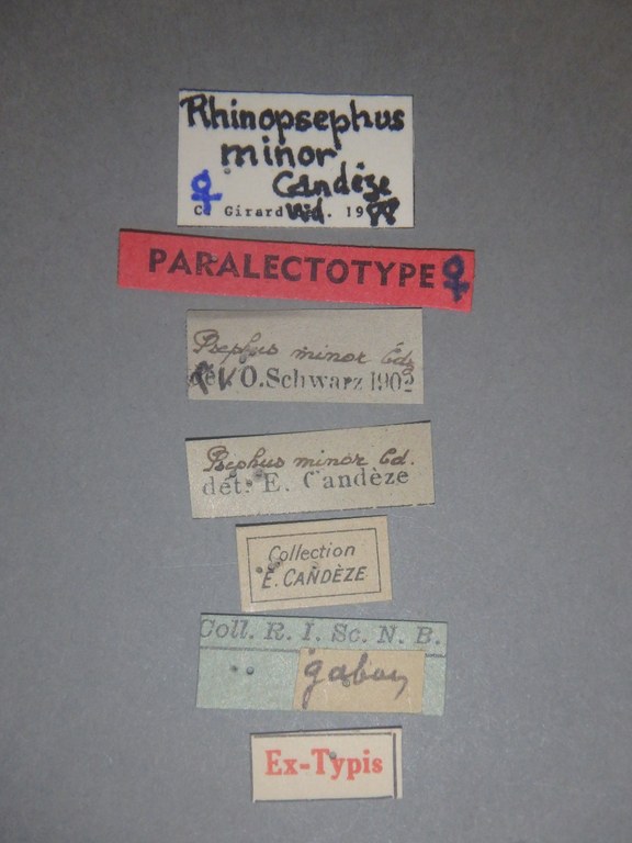 Psephus minor plt Labels.jpg Psephus minor plt Labels.jpg