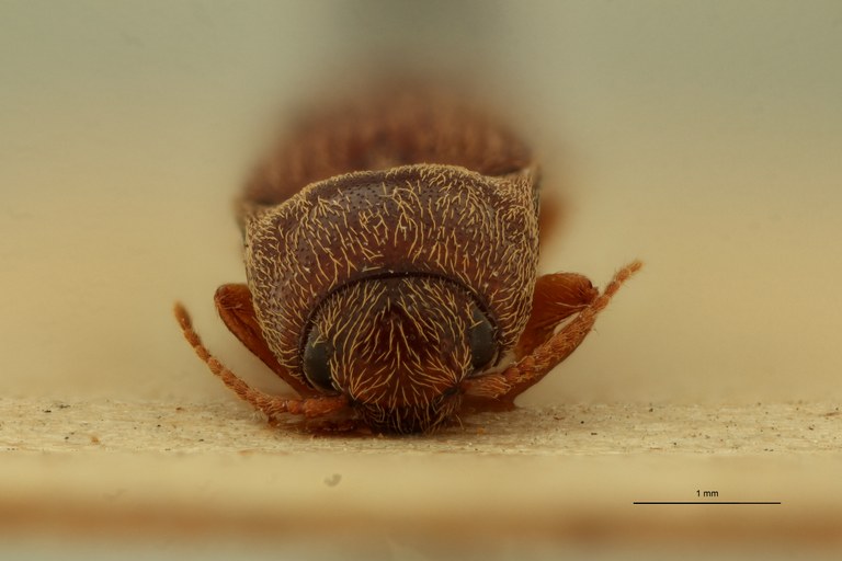 Psephus puerilis plt F ZS PMax.jpg Psephus puerilis plt F ZS PMax.jpg